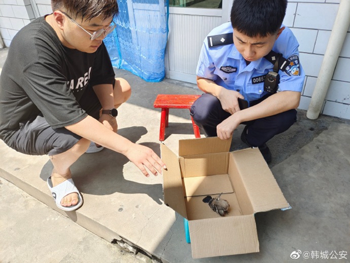 韓城警民攜手救助國家二級保護動物。