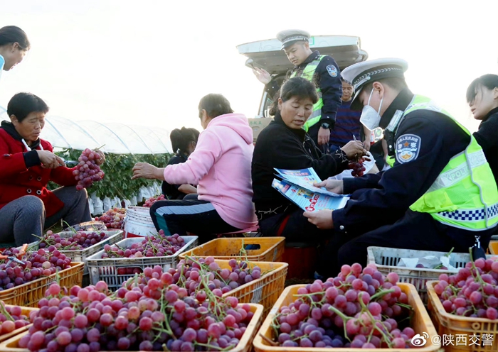 臨渭交警深入瓜果種植田和生產(chǎn)基地宣傳交通安全知識。