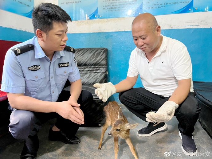 韓城公安救助野生動物。