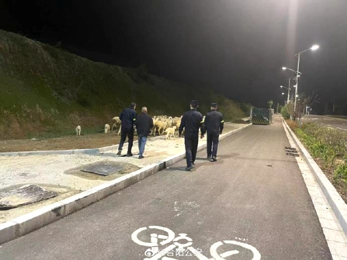 羊兒上路覓青草，合陽民警連夜走訪找尋失主。