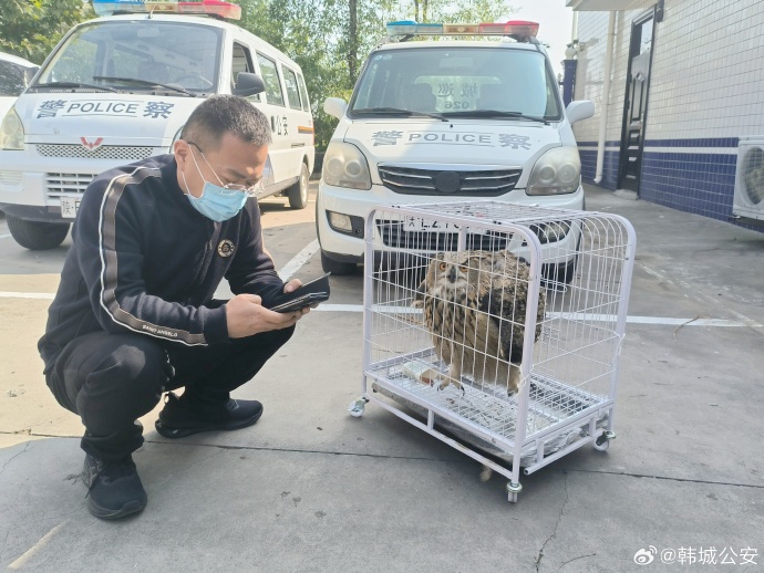 韓城公安救助野生動物雕鸮。