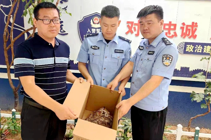大荔縣警民攜手救助國家二級保護動物雕鸮。