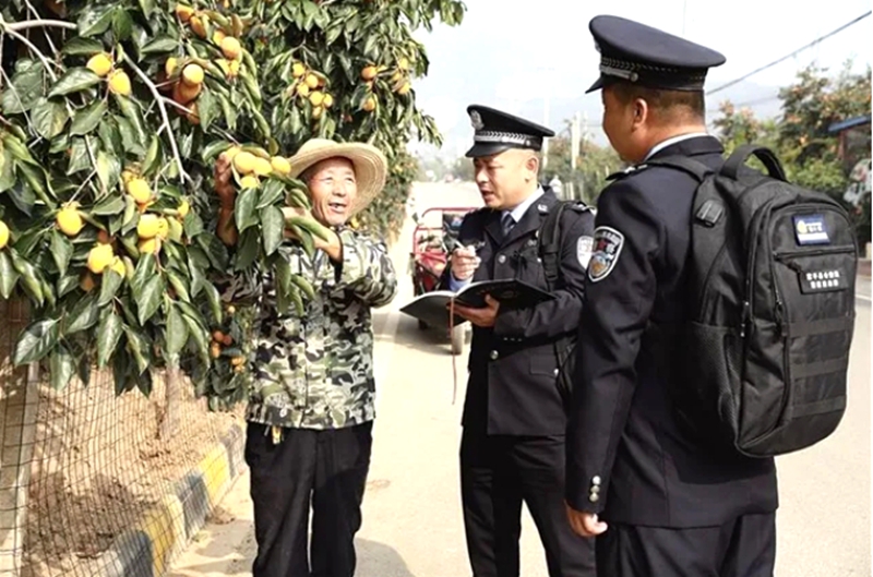富平縣公安局曹村派出所民警輔警與柿農交談（10月29日攝）。通訊員 劉蒼峰攝