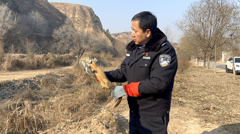 澄城公安森林派出所救助并放生國家“三有”動物黃鼬。